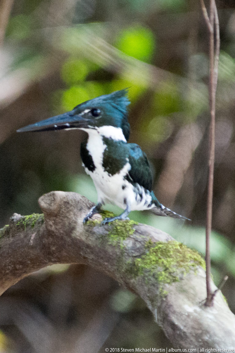 Green-and-white kingfisher moving along a mossy branch with long bill extended forward.