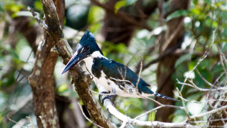 Close green-and-white Amazon Kingfisher with raised crest and long bill perched on a mossy branch.