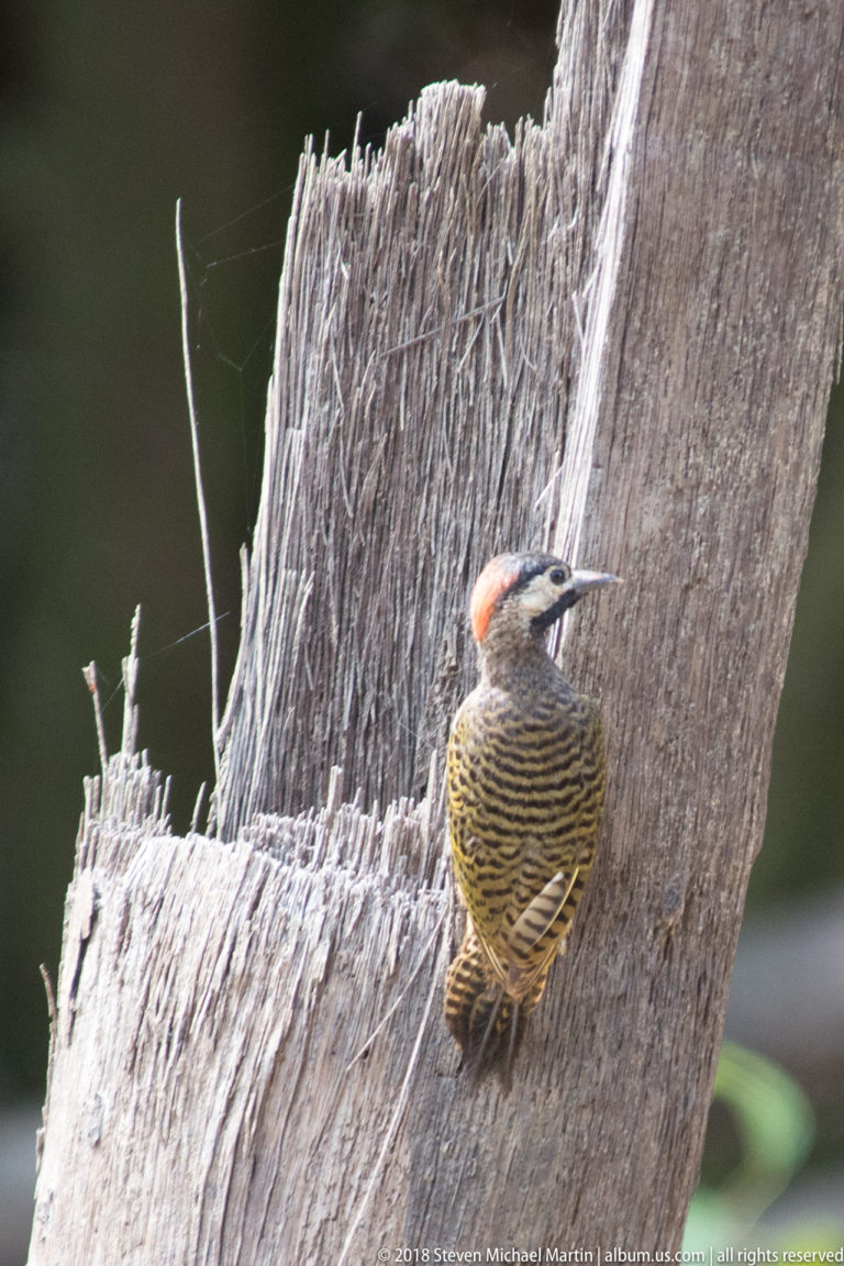 Barred yellow-olive woodpecker with reddish crown perched on a broken wooden stump.