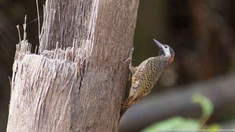 Yellow-brown barred woodpecker with reddish crown patch clinging to a broken tree trunk.