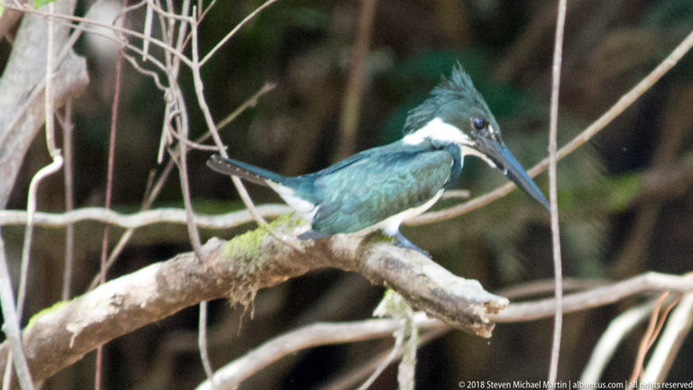 Side view of a green-and-white Amazon Kingfisher perched on an angled branch.