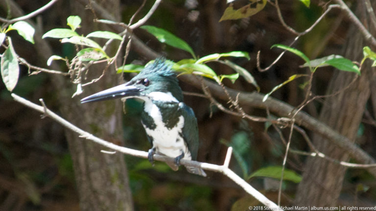 Amazon Kingfisher with green crest and white underparts perched among tangled forest branches.