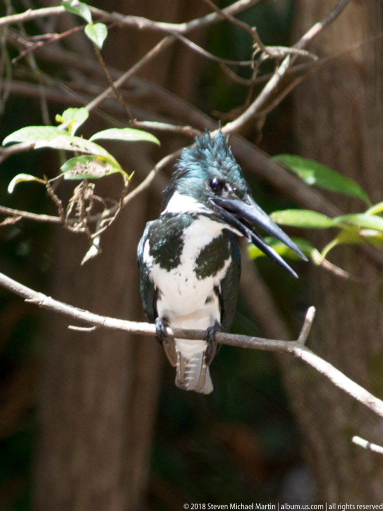 Green-and-white Amazon Kingfisher perched frontally with its long bill open.