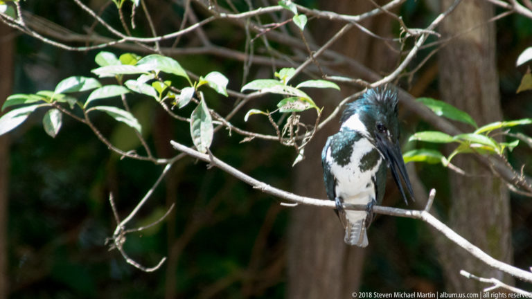 Front-facing green-and-white Amazon Kingfisher perched among thin riverside branches.