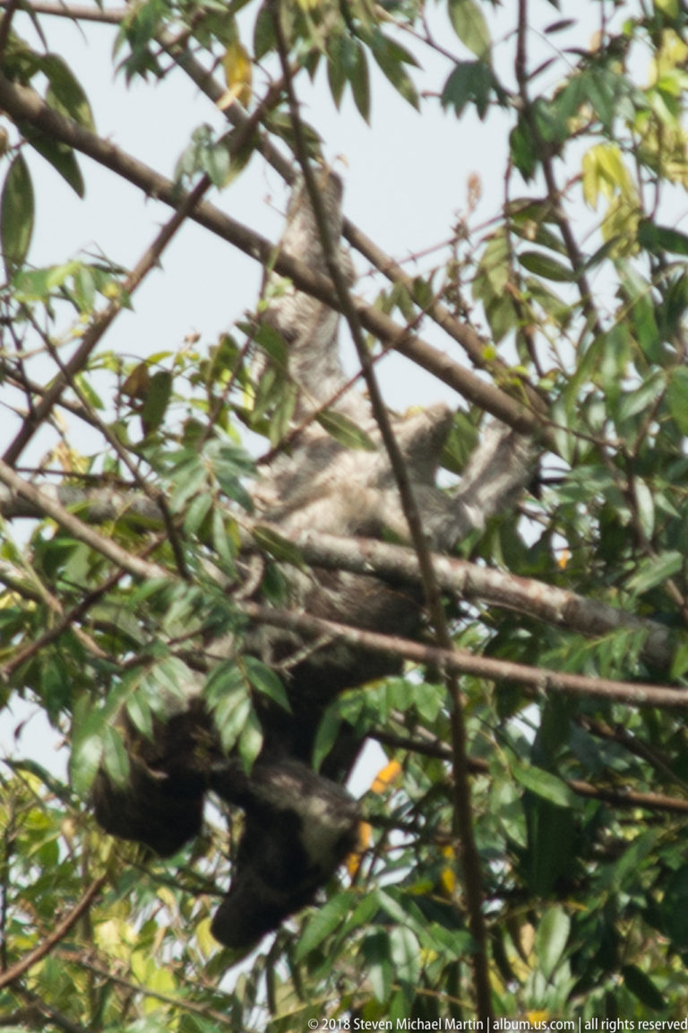 Partly hidden gray-brown sloth resting among dense crossing branches and green leaves.