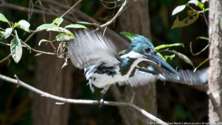 Green-and-white Amazon Kingfisher taking off from a branch with one wing spread wide.
