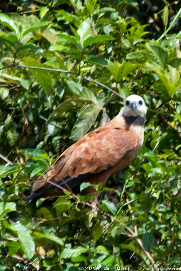 Rufous Black-collared Hawk moving along a branch through dense green foliage.