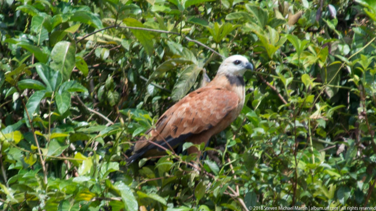 Black-collared Hawk with pale head and rufous body perched among dense green foliage.