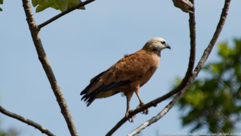 Close side view of a pale-headed, rufous Black-collared Hawk perched on a branch.