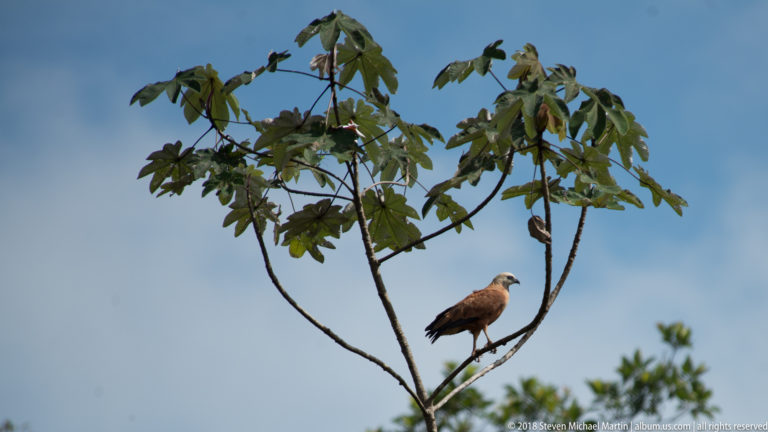 Distant Black-collared Hawk perched high in a sparse leafy treetop against blue sky.