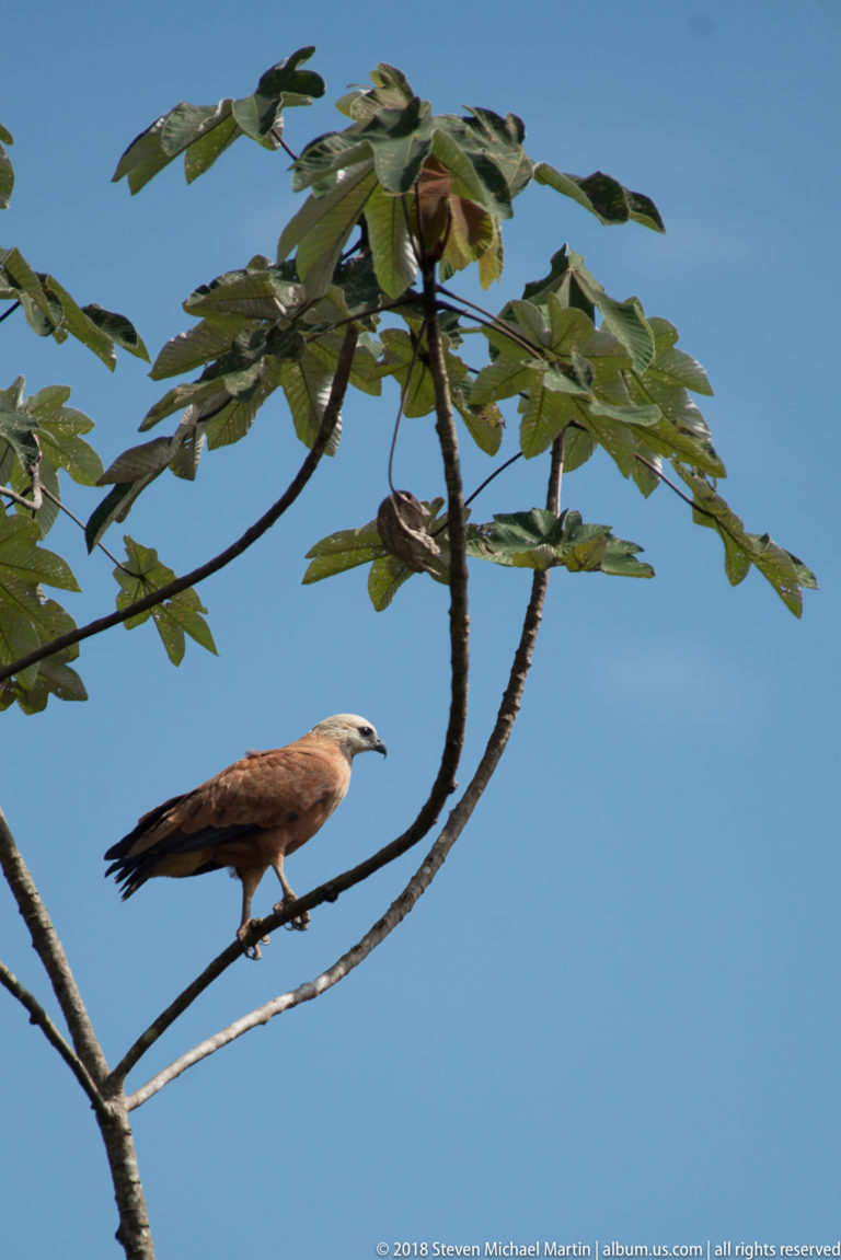 Black-collared Hawk with pale head and rufous body perched on an exposed branch.