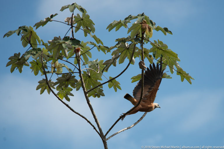 Rufous Black-collared Hawk landing on a sparse treetop with wings spread.