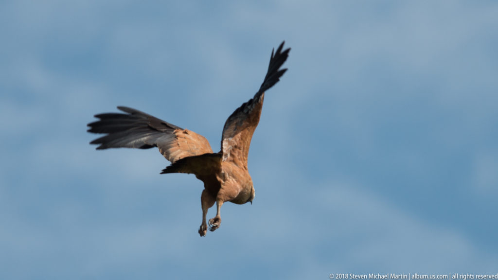 Rufous Black-collared Hawk descending against blue sky with wings raised and legs extended.