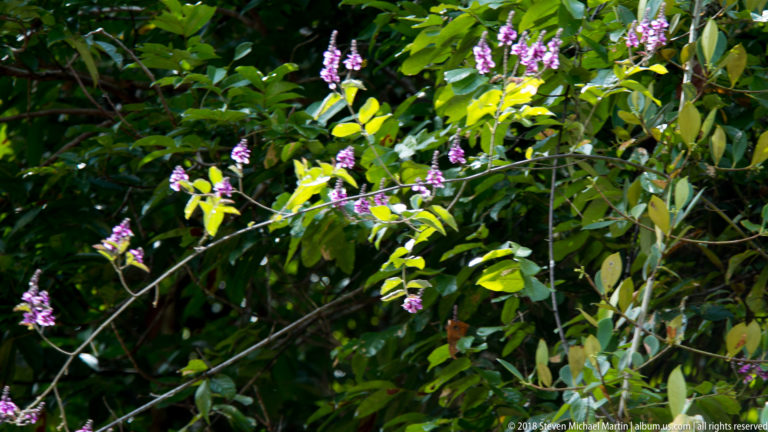 Small pink-purple flower clusters on slender stems among dense glossy green rainforest leaves.