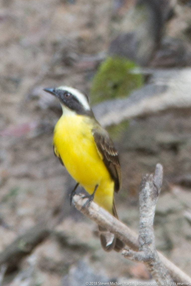Great Kiskadee with yellow belly, brown wings, black mask, and white eyebrow perched on a branch.