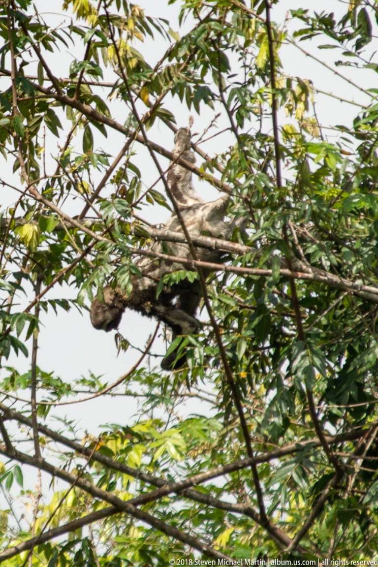 Gray-brown sloth stretched across intersecting leafy branches high in the rainforest canopy.