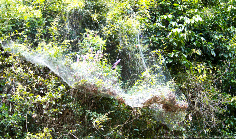 Large sheet-like spider web draped across dense shrubs and branches in the rainforest.