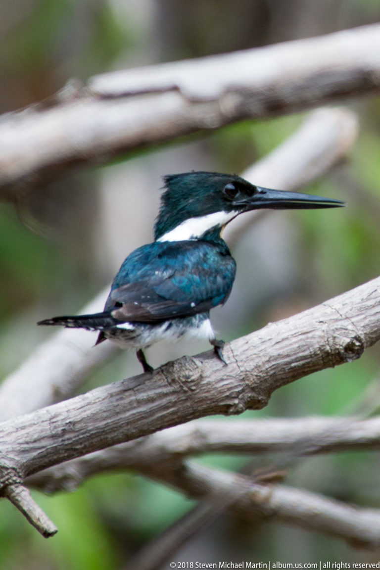 Large green-and-white kingfisher with a long heavy bill perched on a horizontal branch.