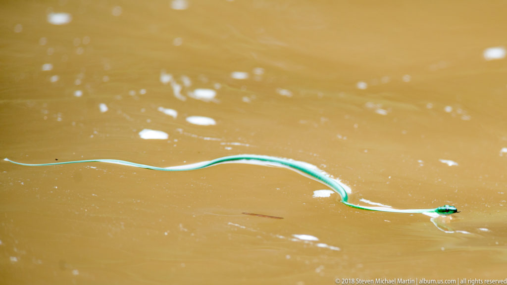 Long slender green snake swimming almost straight across open muddy river water.
