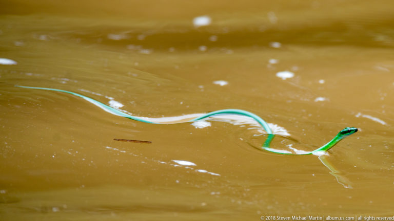 Green snake swimming through muddy water with pale underside exposed in several raised curves.