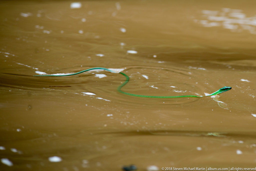 Slender green snake swimming in an S-curve across muddy brown river water.