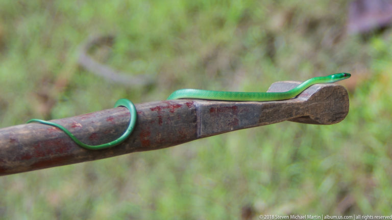 Slender green snake coiled around a weathered wooden paddle or pole.
