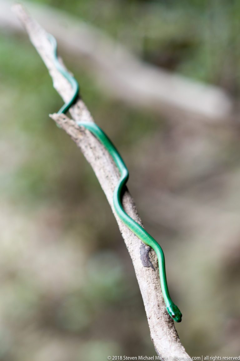 Slender bright-green snake stretched in curves along the edge of a pale branch.
