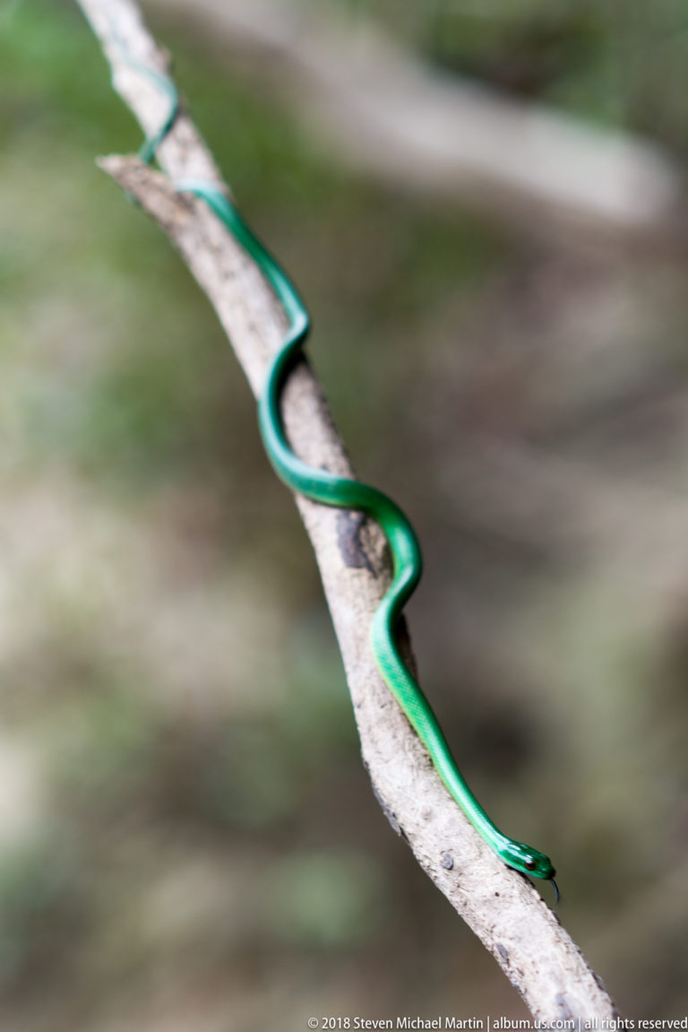 Bright green slender snake following the bends of a diagonal pale branch.