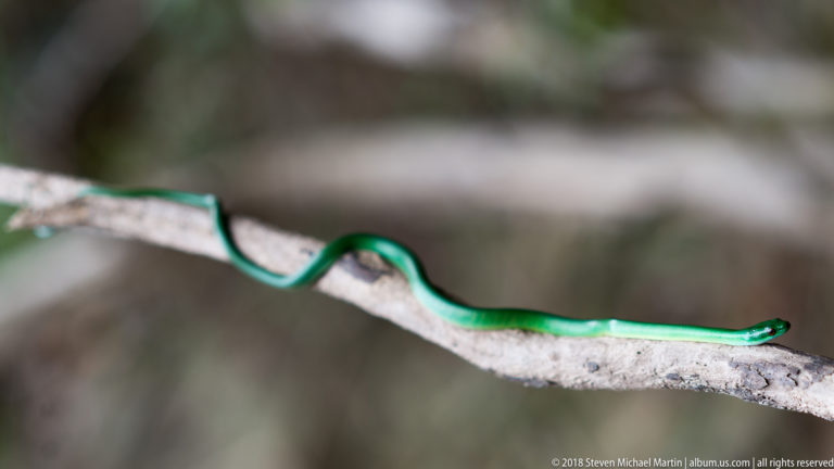Long bright green snake stretched almost straight along a pale horizontal branch.