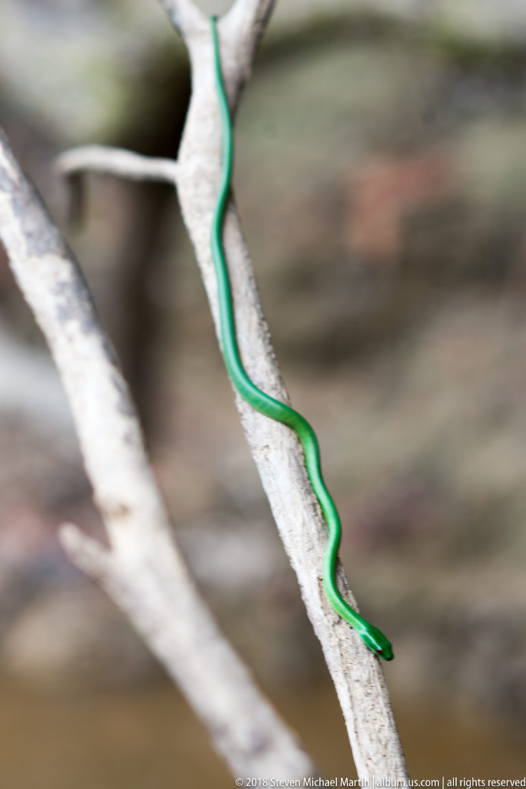 Slender bright green snake descending an angled pale branch with its head pointed downward.