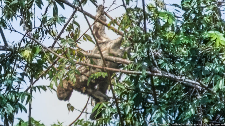 Shaggy sloth hanging beneath a diagonal rainforest branch amid dense green leaves.