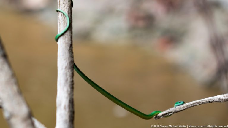 Slender green snake passing behind a vertical trunk and along a horizontal branch.