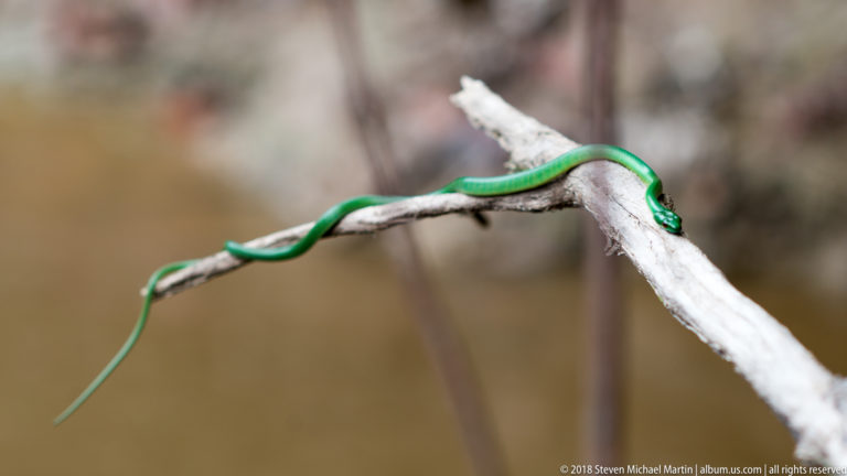 Bright green slender snake stretched along a branch with its head bent over a broken fork.