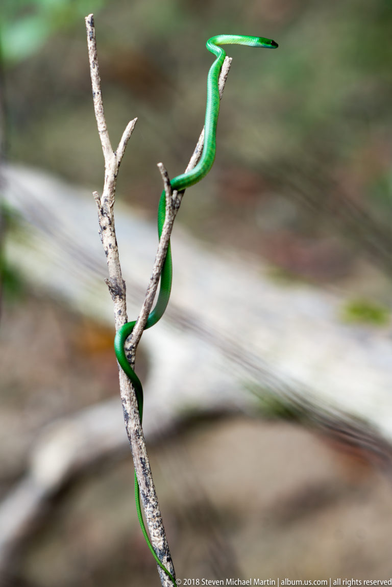 Slender bright green snake winding up a forked pale branch in the rainforest.