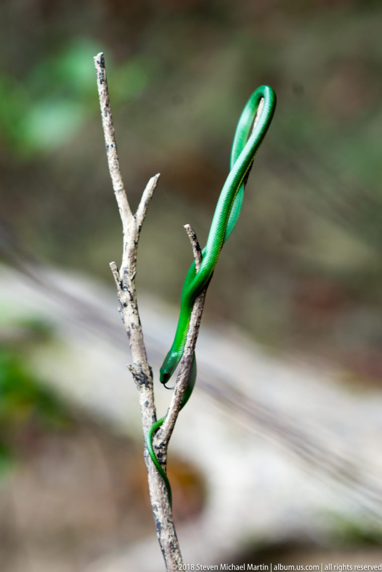 Slender green snake looped over the top of an upright forked branch in the forest.