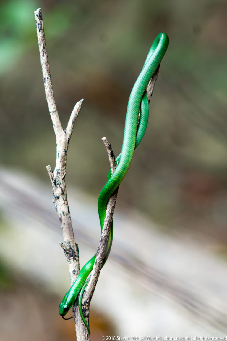 Long bright green snake wrapped in several coils around a forked pale twig.