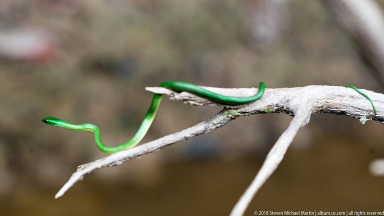 Slender bright green snake stretched in loose curves along a pale horizontal branch.