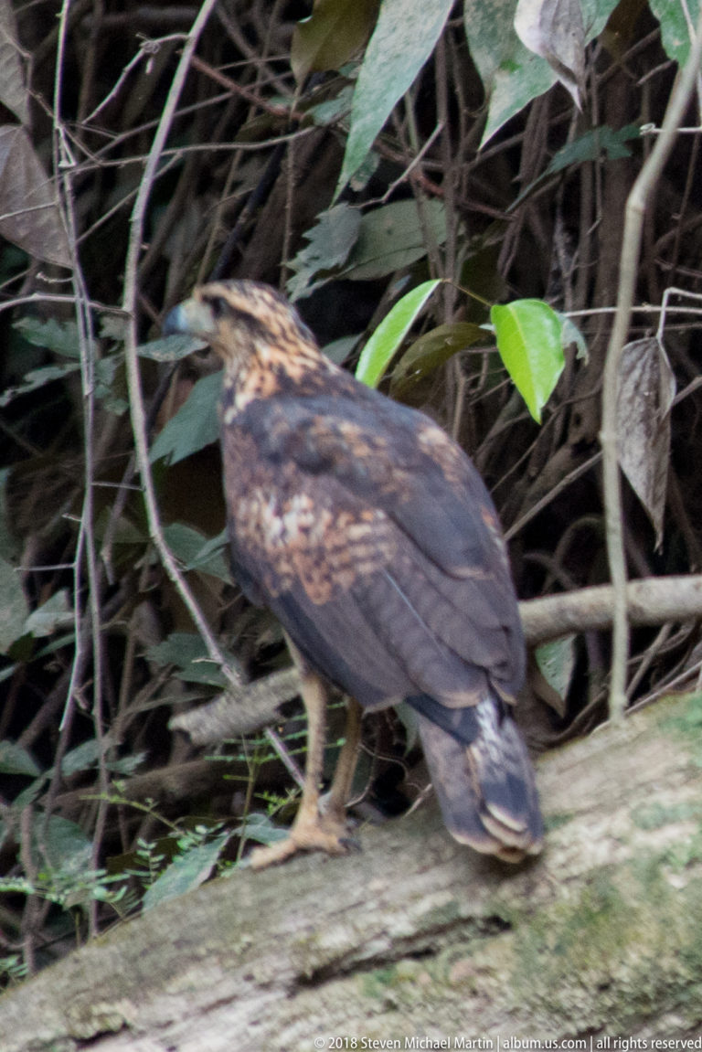 Side view of a mottled brown juvenile hawk-like raptor standing on a fallen forest log.