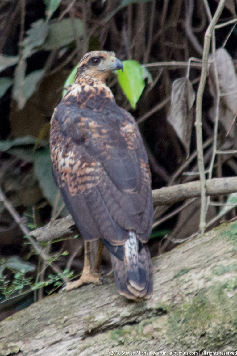 Dark brown juvenile hawk-like raptor with buff mottling and banded tail perched on a fallen trunk.
