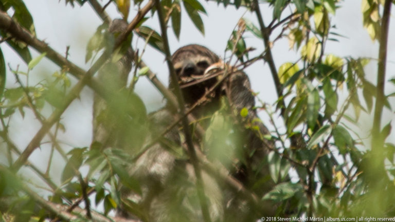 Gray-brown three-toed sloth with dark eye mask peering through leafy branches.