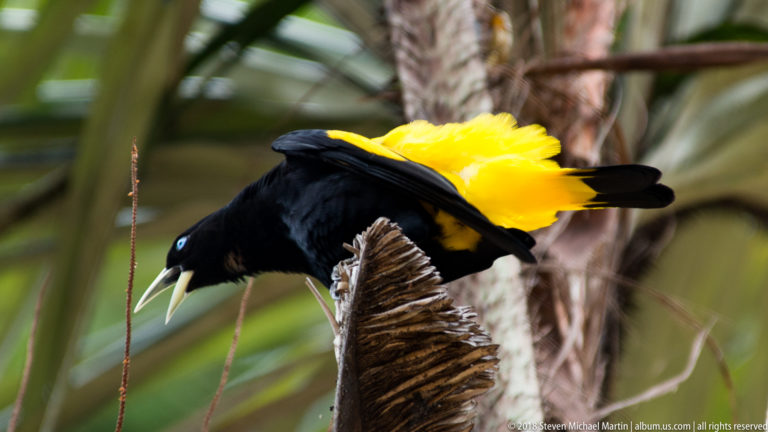 Yellow-rumped Cacique bending forward with bright yellow rump feathers fluffed above its black body.