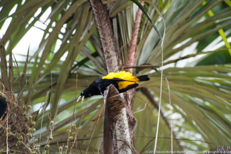 Black-and-yellow Yellow-rumped Cacique leaning forward on a dried palm frond beneath green leaves.