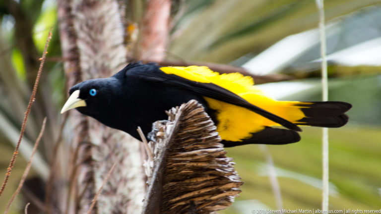 Black Yellow-rumped Cacique with blue eye, pale bill, and vivid yellow wing patch perched on a palm.
