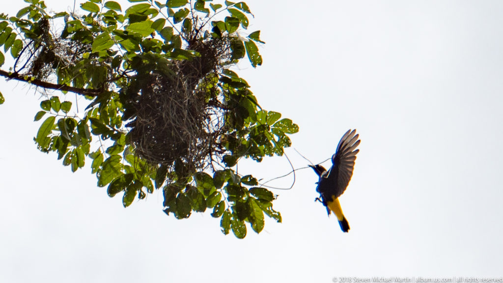 Black-and-yellow cacique flying toward a long hanging woven nest high in a tree.
