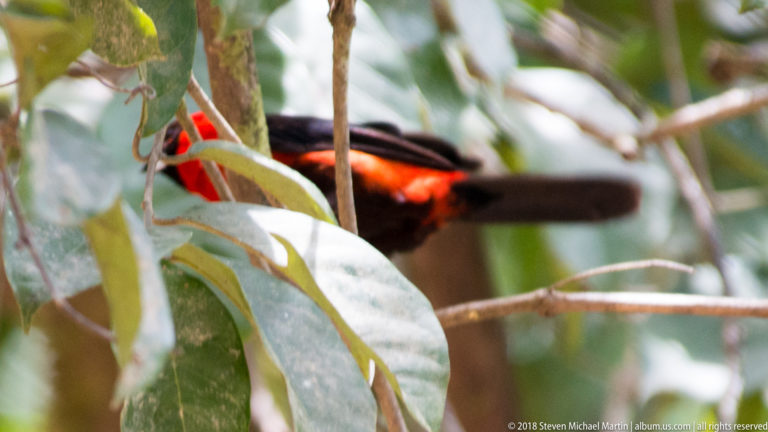 Bright red-and-black bird partly hidden behind leaves and slender rainforest branches.