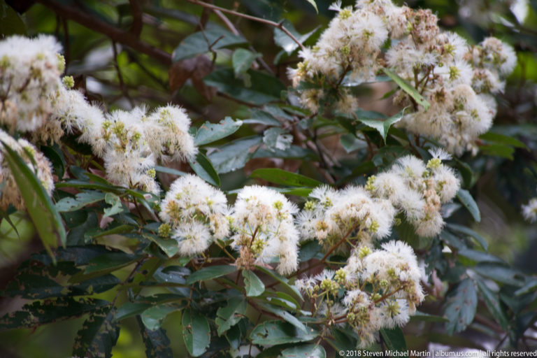 Clusters of white brush-like flowers covering leafy branches of a rainforest tree.