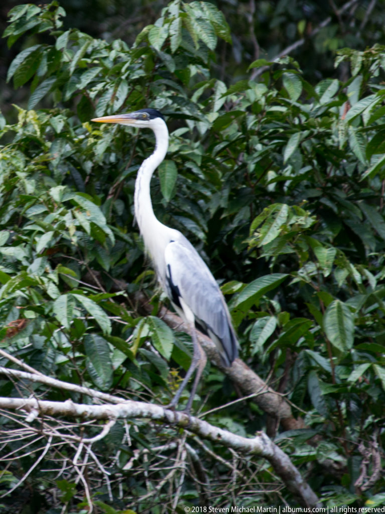 Tall gray-and-white heron standing on fallen branches among dense green riverside foliage.