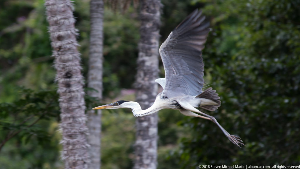 Gray-and-white heron flying past palm trunks with wings raised and legs trailing.
