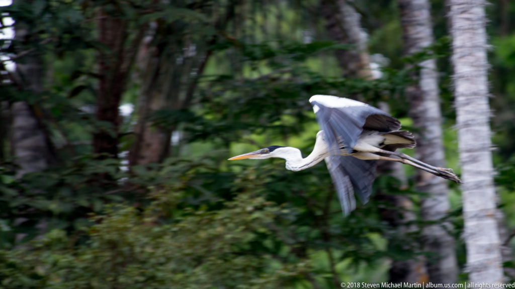Large gray-and-white heron flying with neck extended and long legs trailing over forest vegetation.