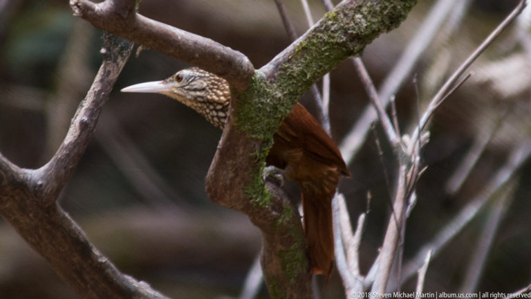 Brown spotted woodcreeper clinging below a mossy branch fork with its rufous tail hanging down.